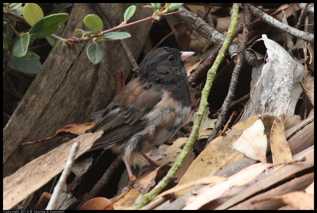 0725-095132-02.jpg - Dark-eyed Junco