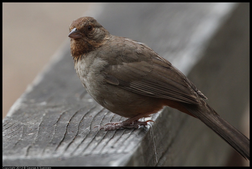 0725-095153-01.jpg - California Towhee