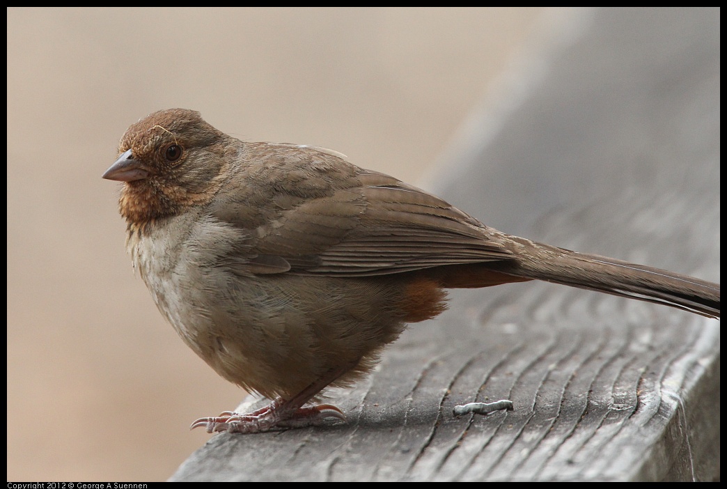 0725-095159-02.jpg - California Towhee