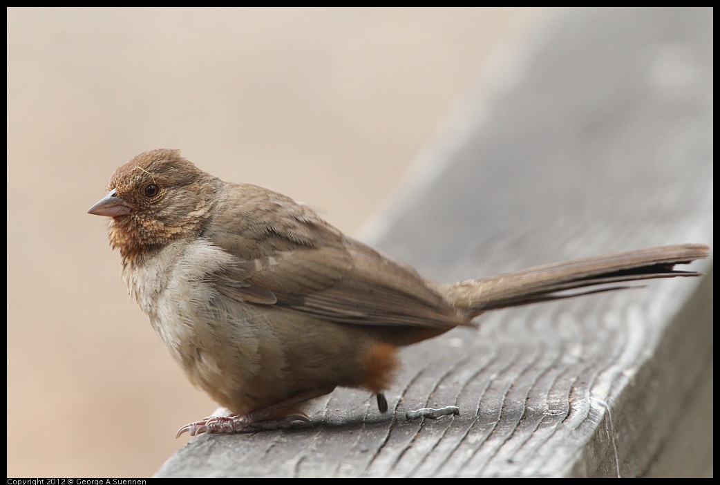 0725-095200-02.jpg - California Towhee