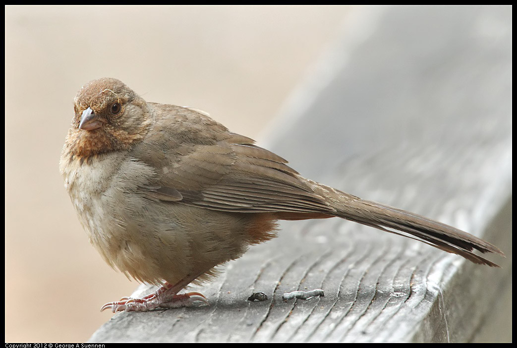 0725-095201-02.jpg - California Towhee