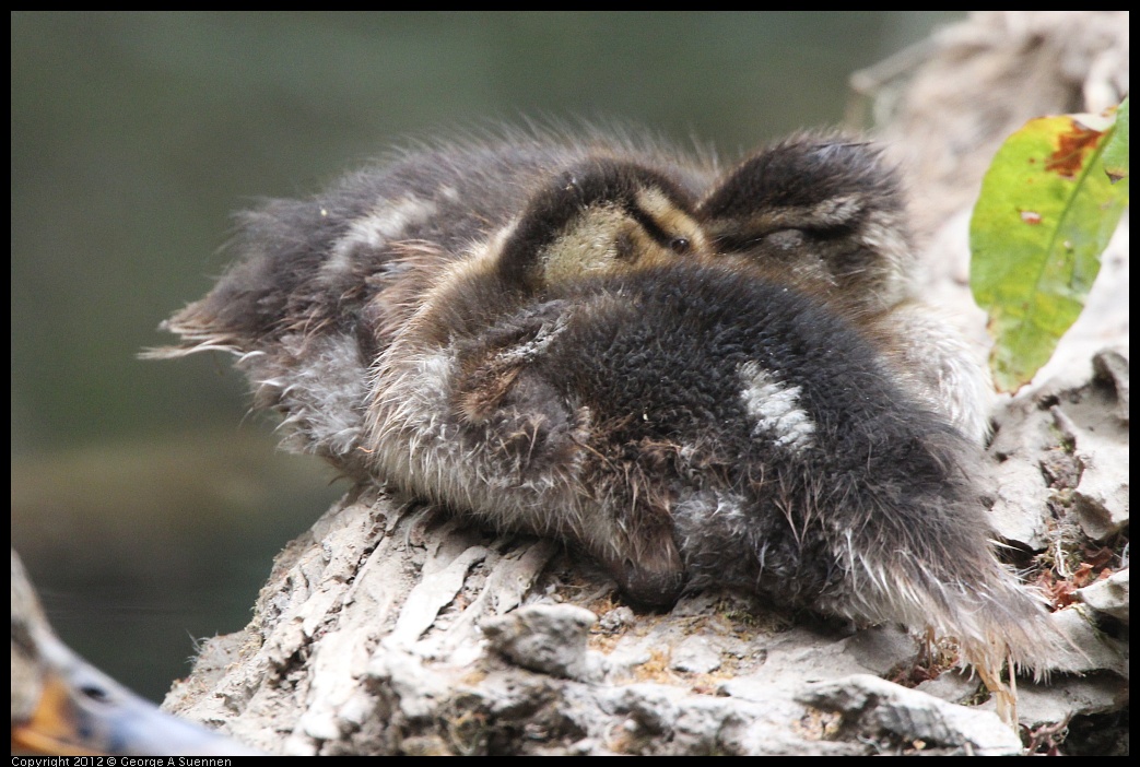 0725-095425-01.jpg - Mallard Ducklings