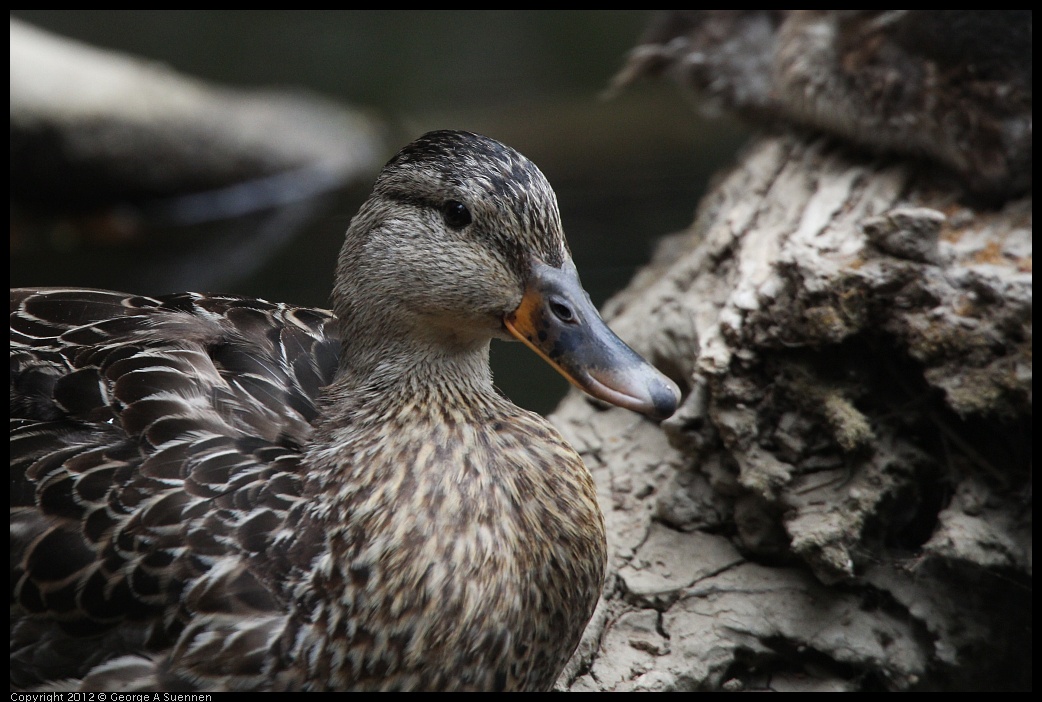 0725-095427-03.jpg - Mallard 