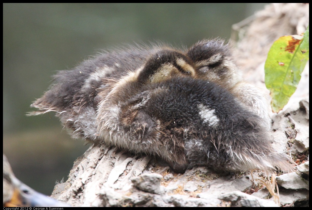 0725-095435-02.jpg - Mallard Ducklings