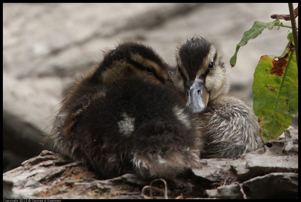 0725-095511-01.jpg - Mallard Ducklings