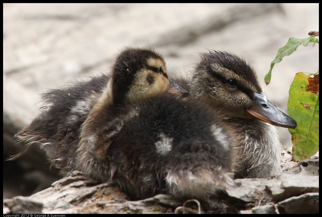 0725-095511-02.jpg - Mallard Ducklings