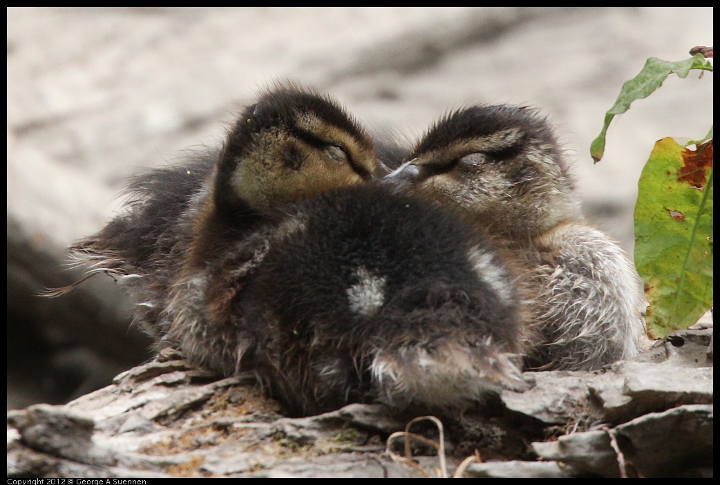 0725-095515-01.jpg - Mallard Ducklings