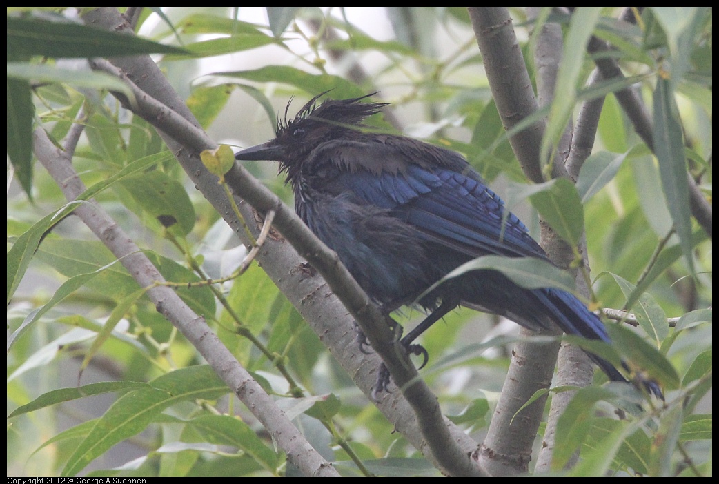 0725-100412-03.jpg - Stellar Jay