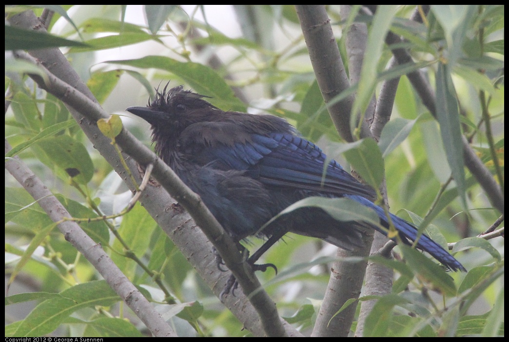 0725-100413-01.jpg - Stellar Jay