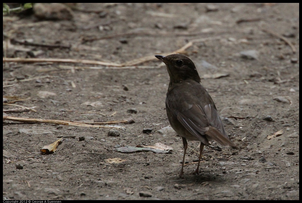 0725-100646-02.jpg - Swainson's Thrush