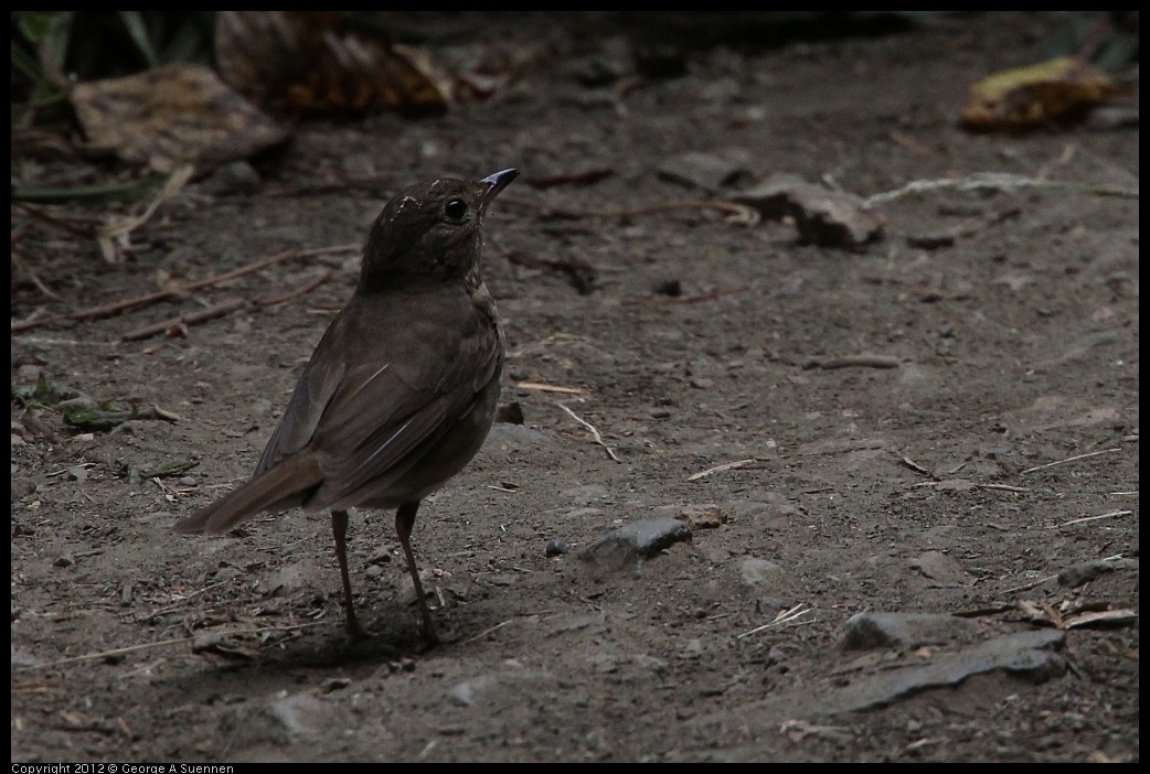 0725-100648-02.jpg - Swainson's Thrush