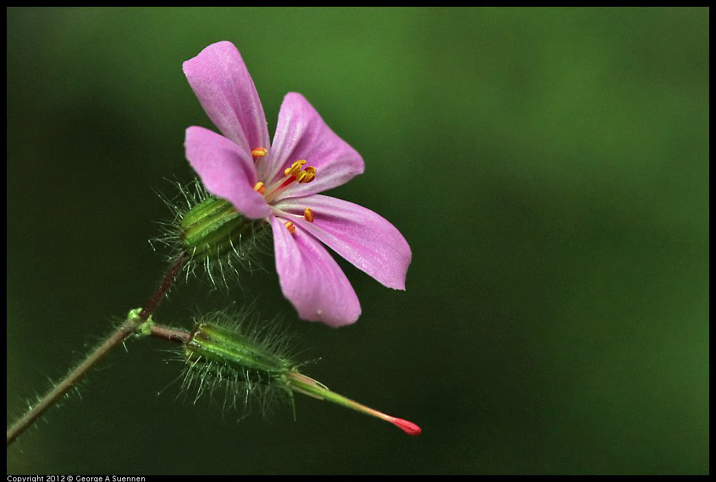 0725-101832-01.jpg - Flower