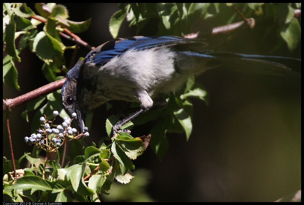 0728-155951-02.jpg - Western Scrub-jay