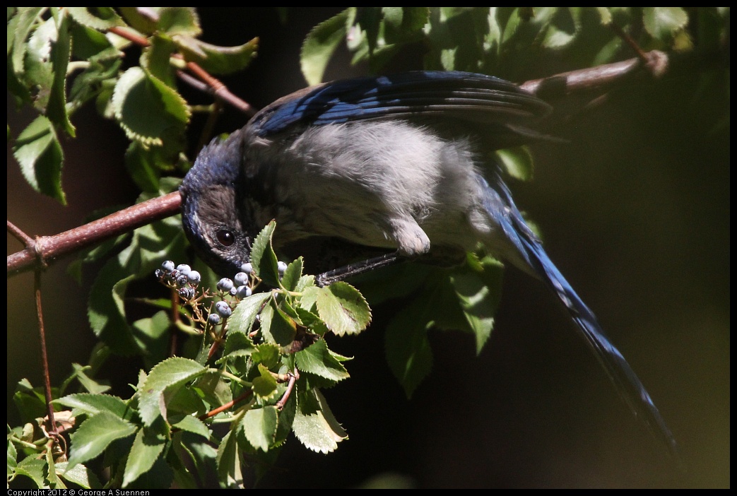 0728-155952-01.jpg - Western Scrub-jay