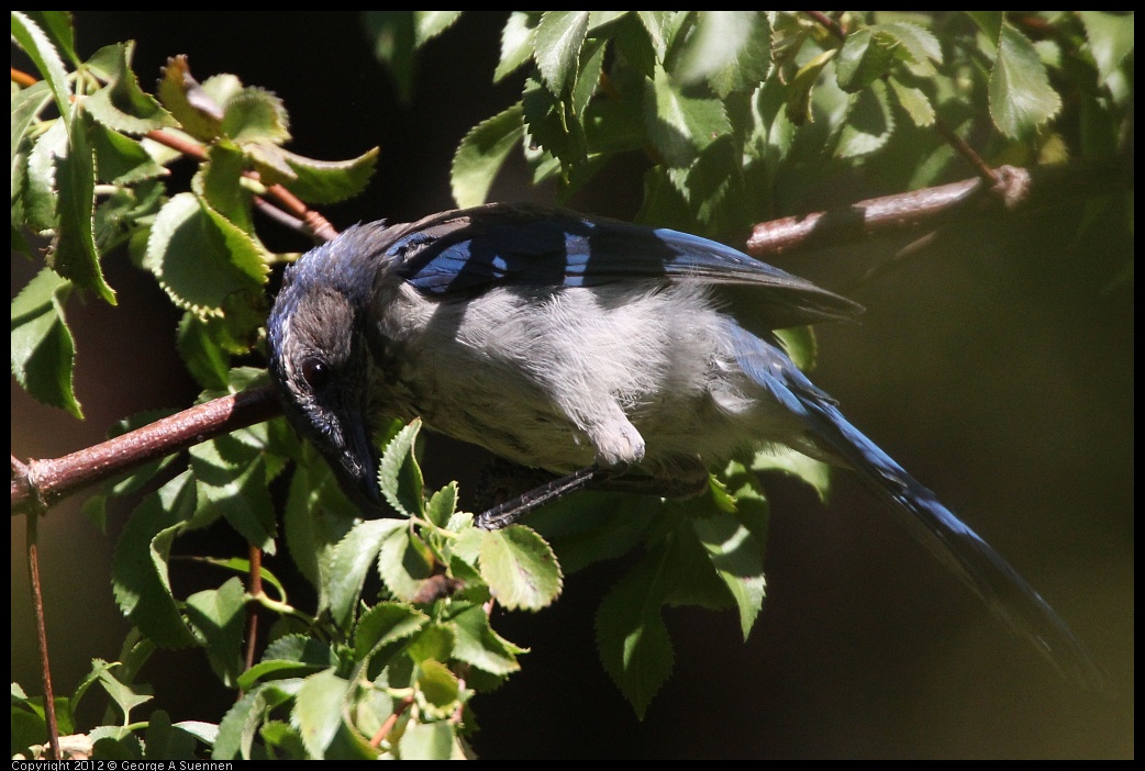 0728-155952-03.jpg - Western Scrub-jay