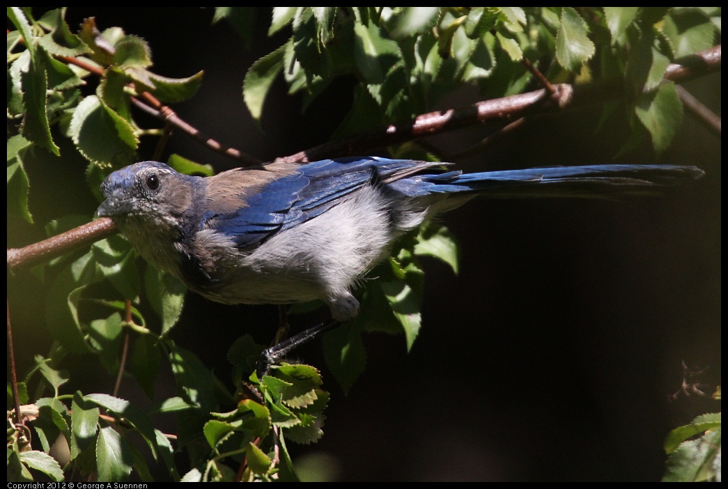 0728-155954-01.jpg - Western Scrub-jay