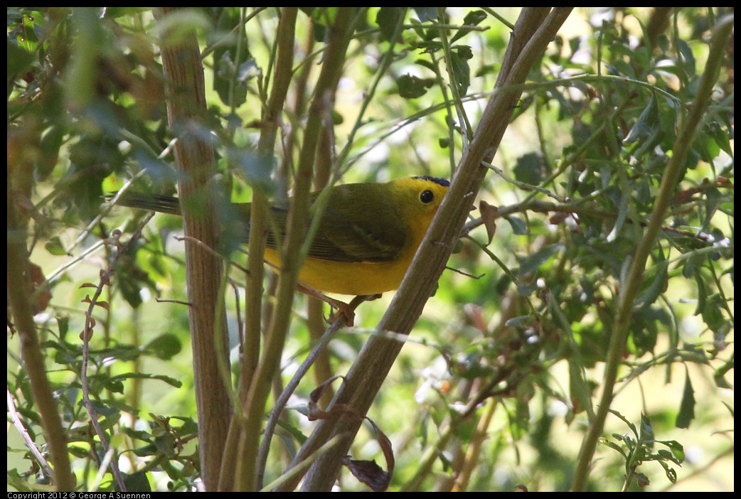 0728-160911-04.jpg - Wilson's Warbler