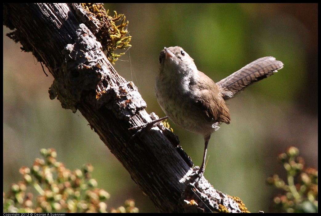 0728-161411-01.jpg - Bewick's Wren