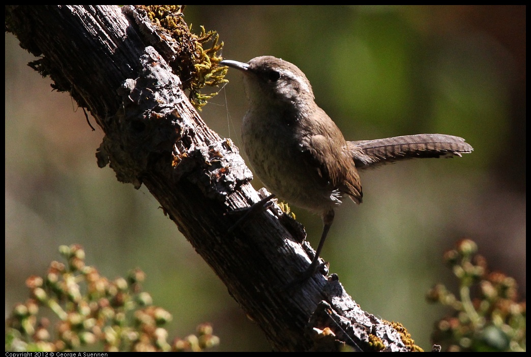 0728-161413-01.jpg - Bewick's Wren