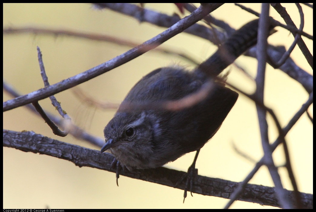 0728-161650-02.jpg - Bewick's Wren