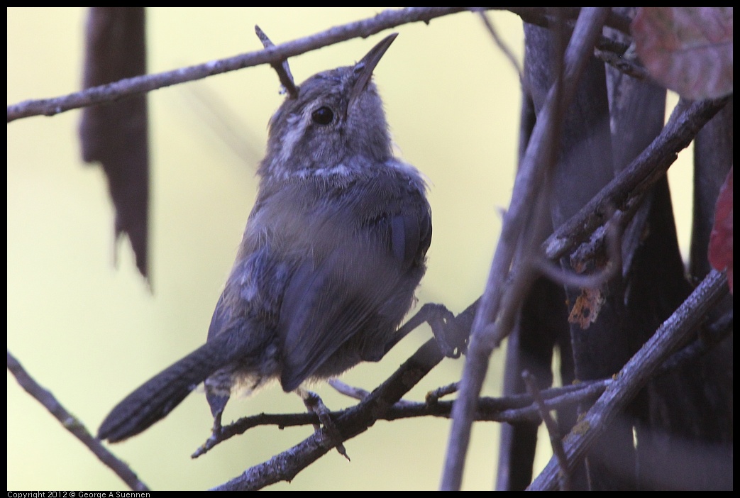 0728-161657-02.jpg - Bewick's Wren