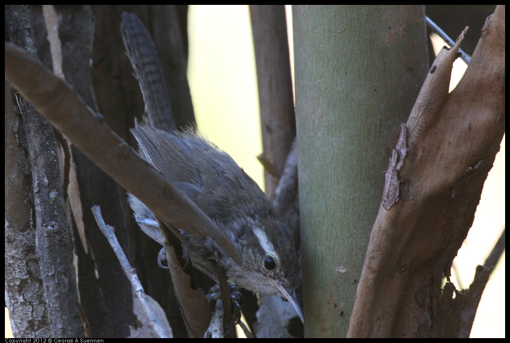 0728-161717-01.jpg - Bewick's Wren