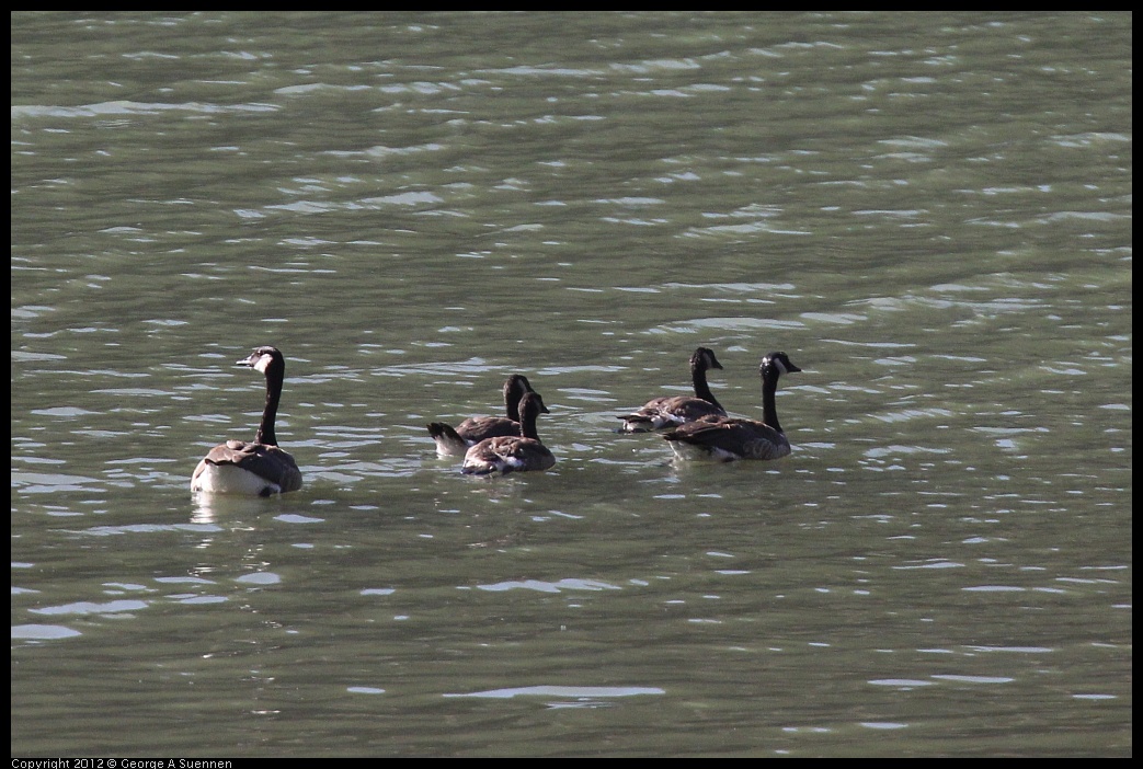 0728-162732-02.jpg - Canada Goose