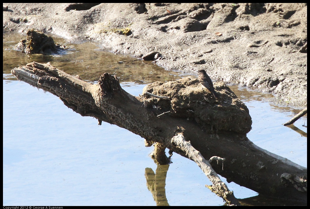 0728-162738-01.jpg - Black Phoebe (Id purposes only)