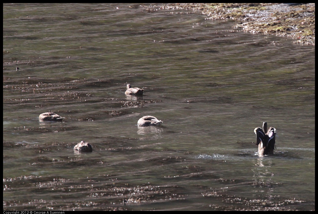 0728-163544-05.jpg - Mallards (Id purposes only)