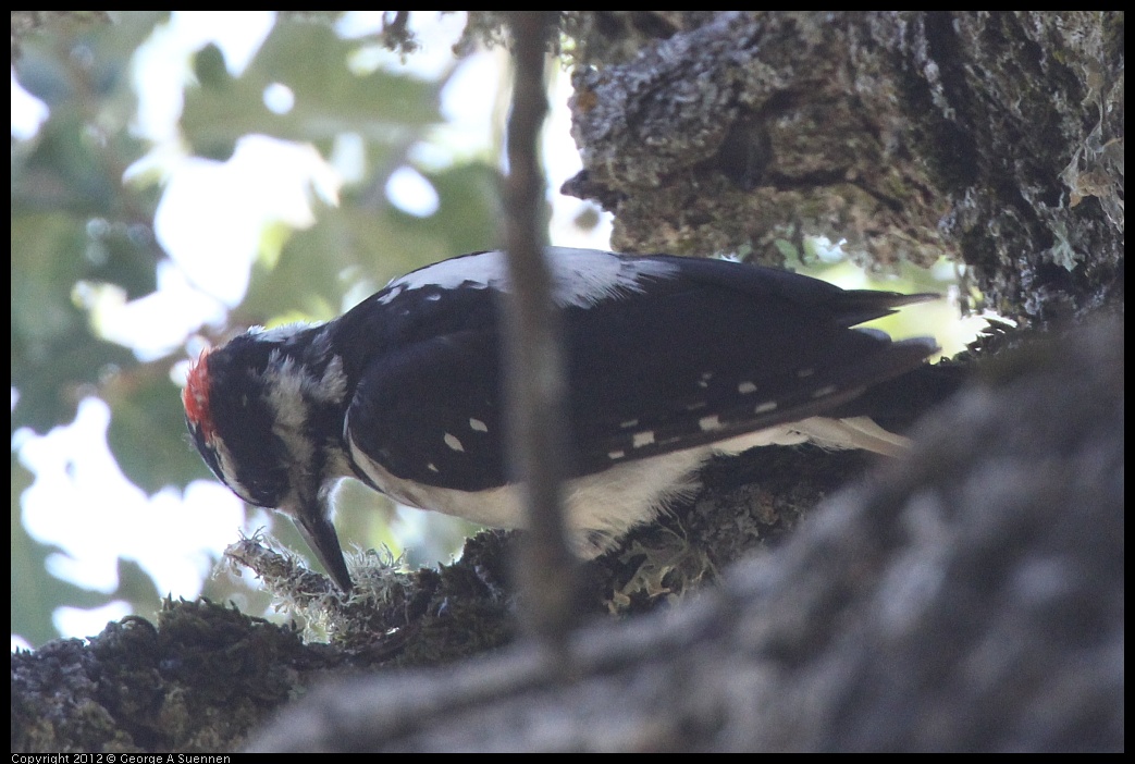 0728-164008-02.jpg -  Hairy Woodpecker