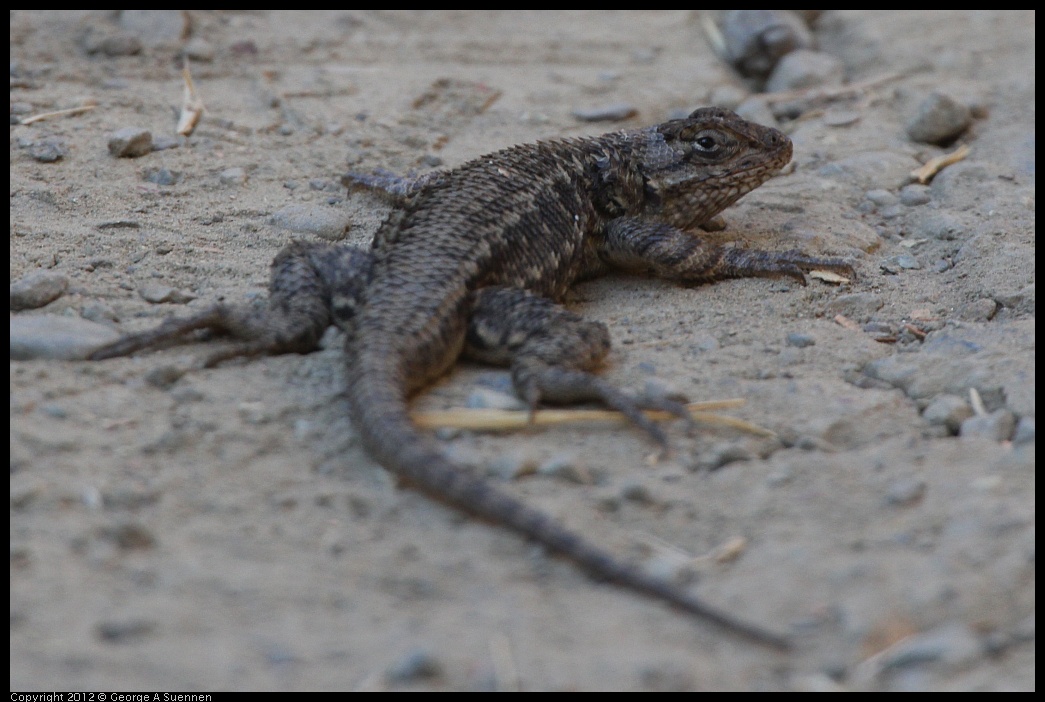 0728-165628-02.jpg - Lizard