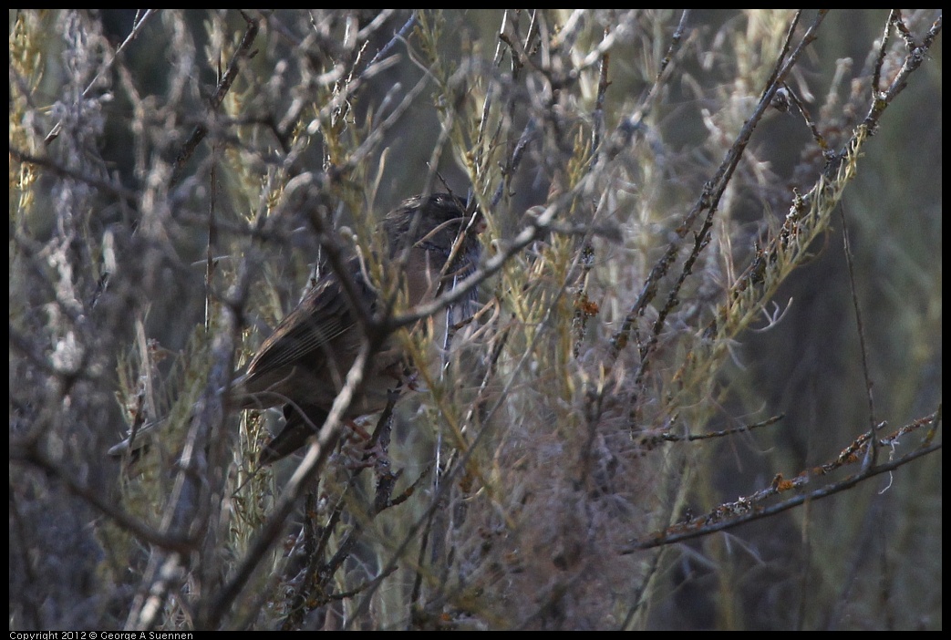 0728-170037-02.jpg - Dark-eyed Junco (Id purposes only)