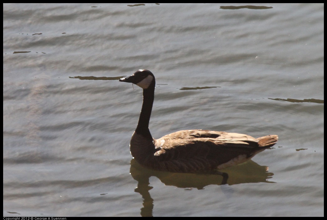 0728-170450-01.jpg - Canada Goose