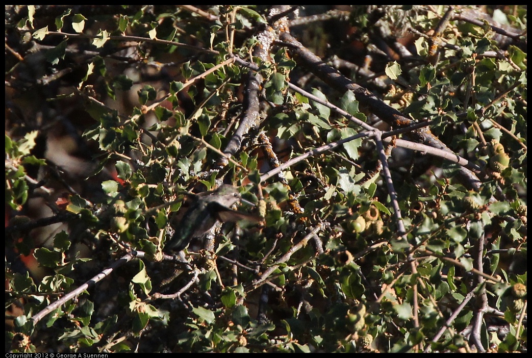 0728-170858-01.jpg - Anna's Hummingbird