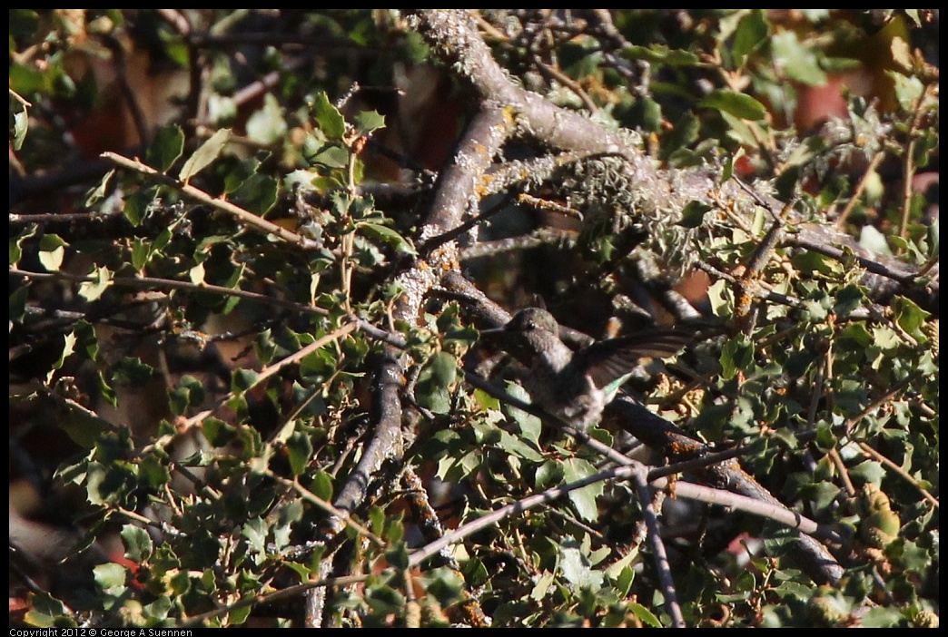 0728-170903-01.jpg - Anna's Hummingbird