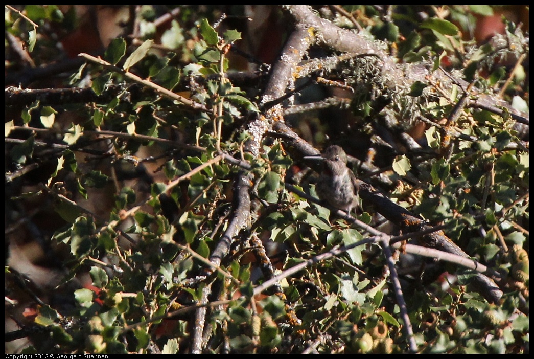 0728-170906-01.jpg - Anna's Hummingbird