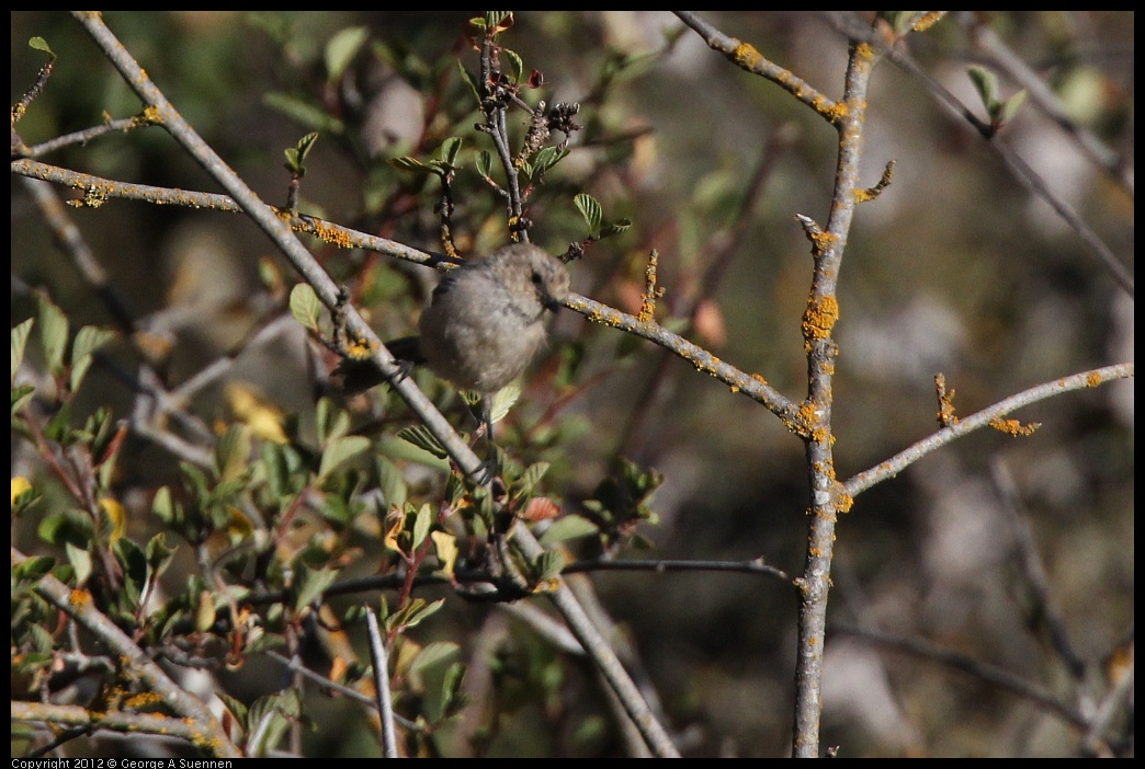 0728-170937-01.jpg - Bushtit