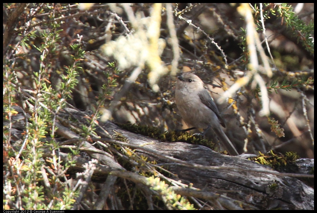 0728-171133-02.jpg - Bushtit