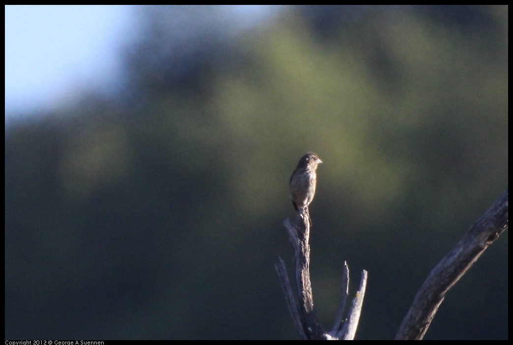 0728-174949-02.jpg - Purple Finch (Id purposes only)