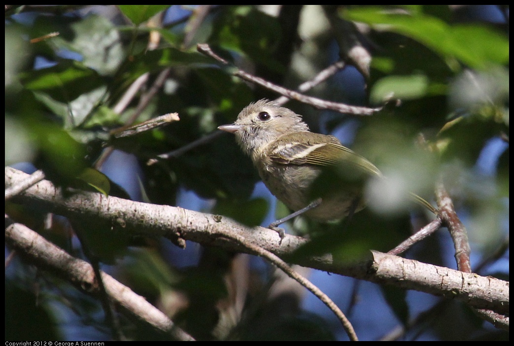 0730-083738-02.jpg - Hutton's Vireo