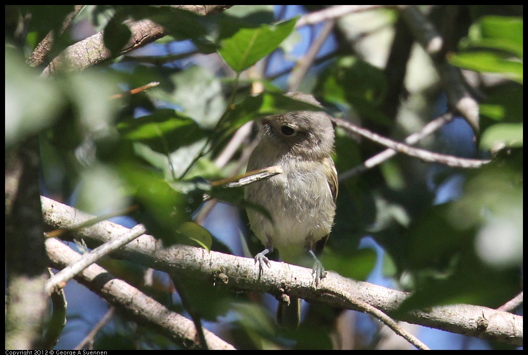 0730-083741-02.jpg - Hutton's Vireo