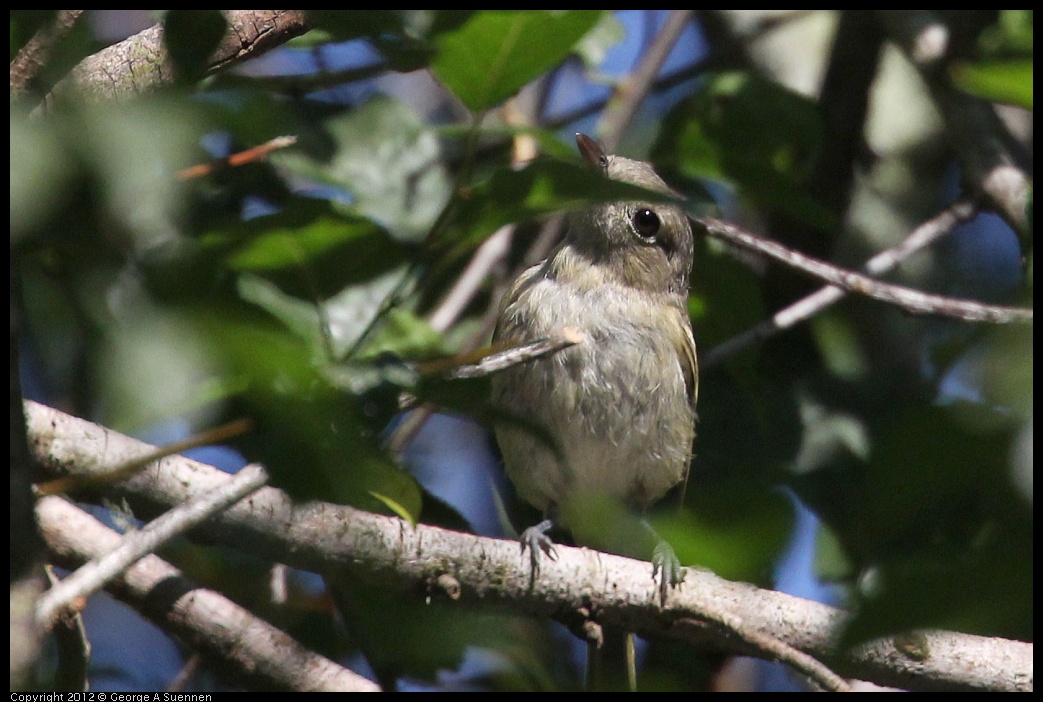 0730-083743-02.jpg - Hutton's Vireo