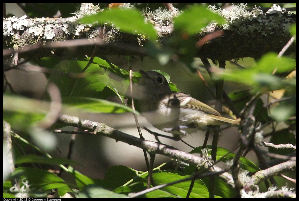 0730-083903-02.jpg - Hutton's Vireo