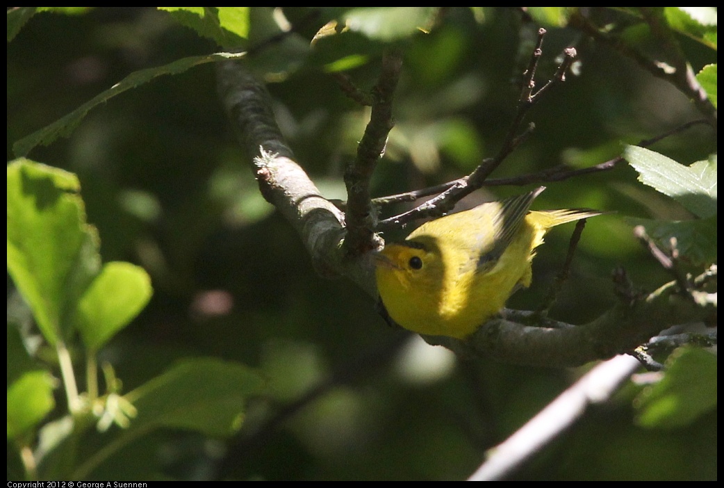 0730-083923-02.jpg - Wilson's Warbler