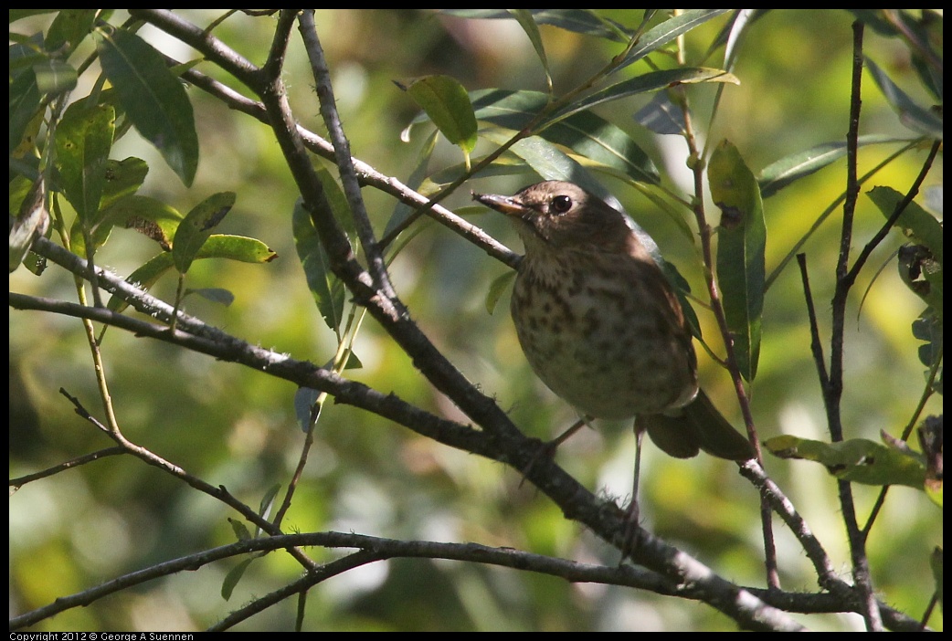 0730-085303-01.jpg - Swainson's Thrush