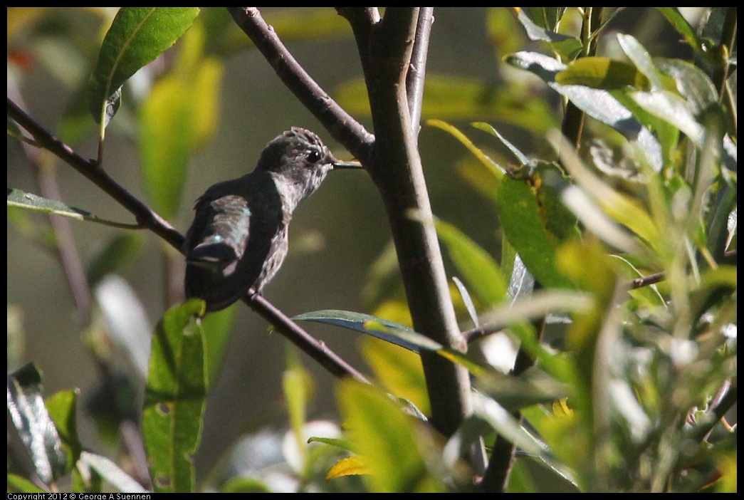 0730-085331-01.jpg - Anna's Hummingbird