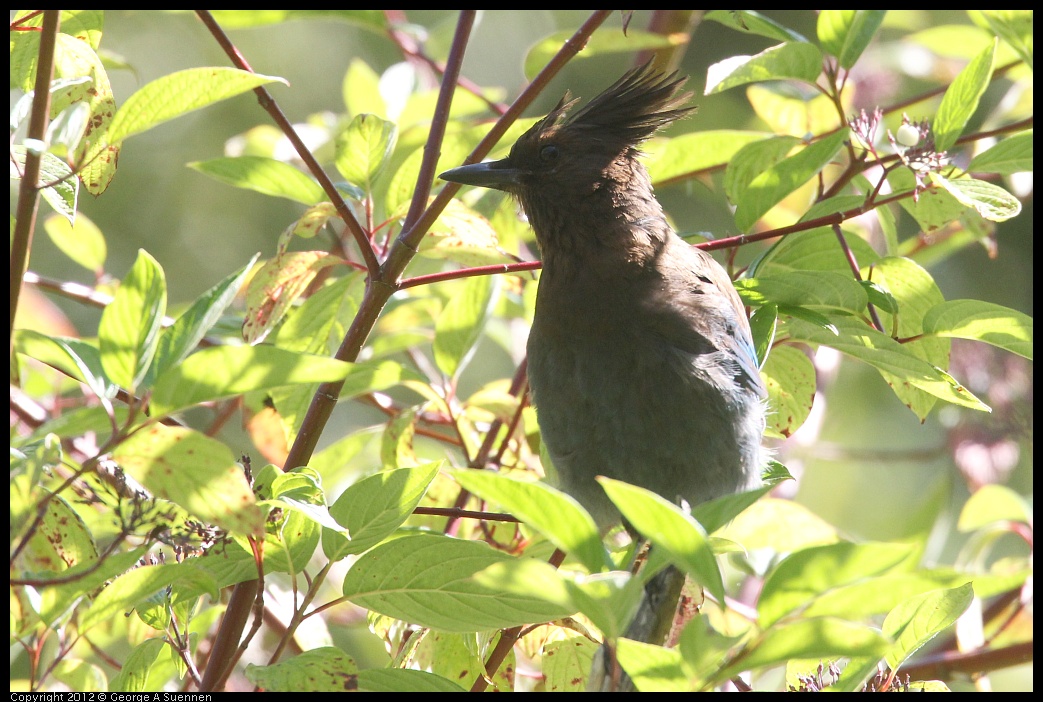 0730-091214-02.jpg - Stellar Jay