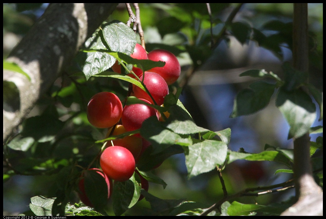 0730-091513-01.jpg - Plums