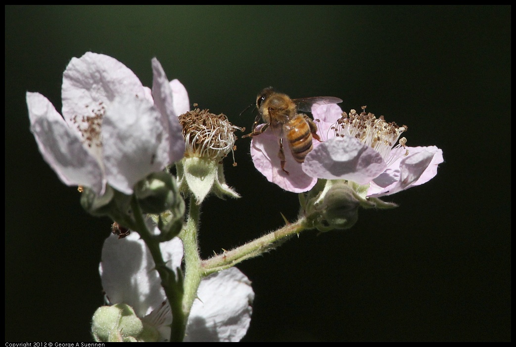 0730-091533-01.jpg - Blackberry and Honeybee