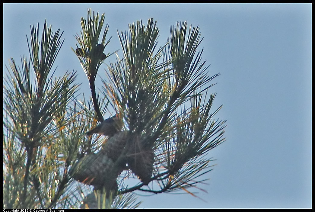 0731-064013-01.jpg - Red-breasted Nuthatch (?)